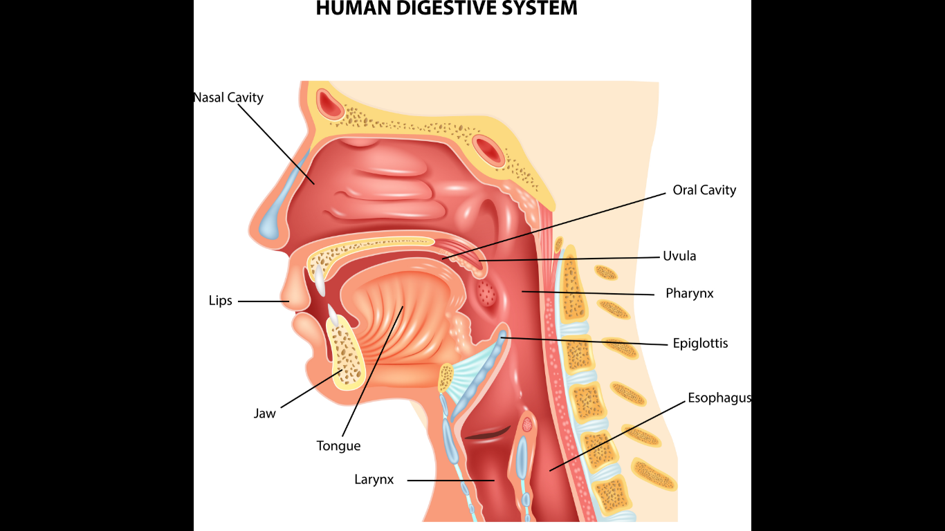 human digestive system anatomy images medical pictures for presentations