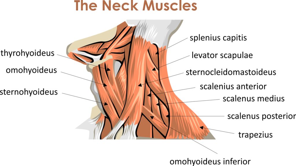 neck muscles anatomy images for presentations