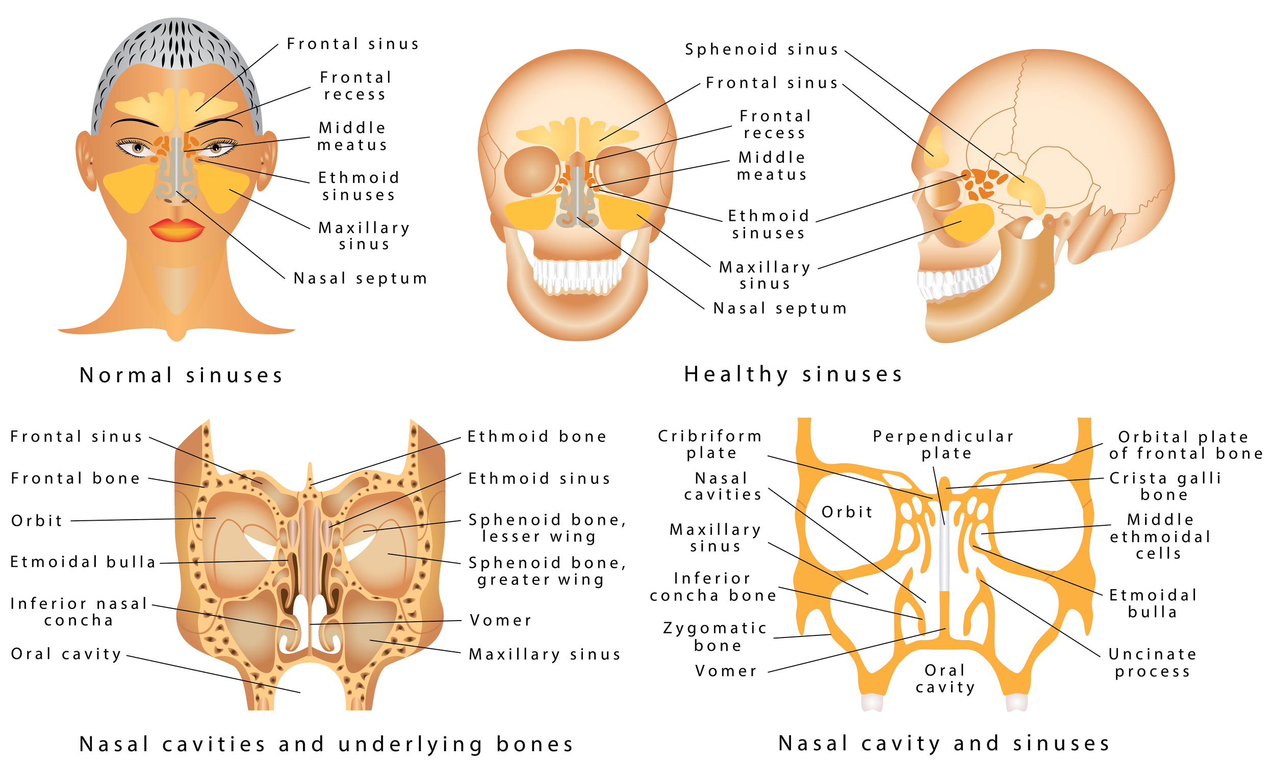 nose nasal sinus anatomy images for presentations