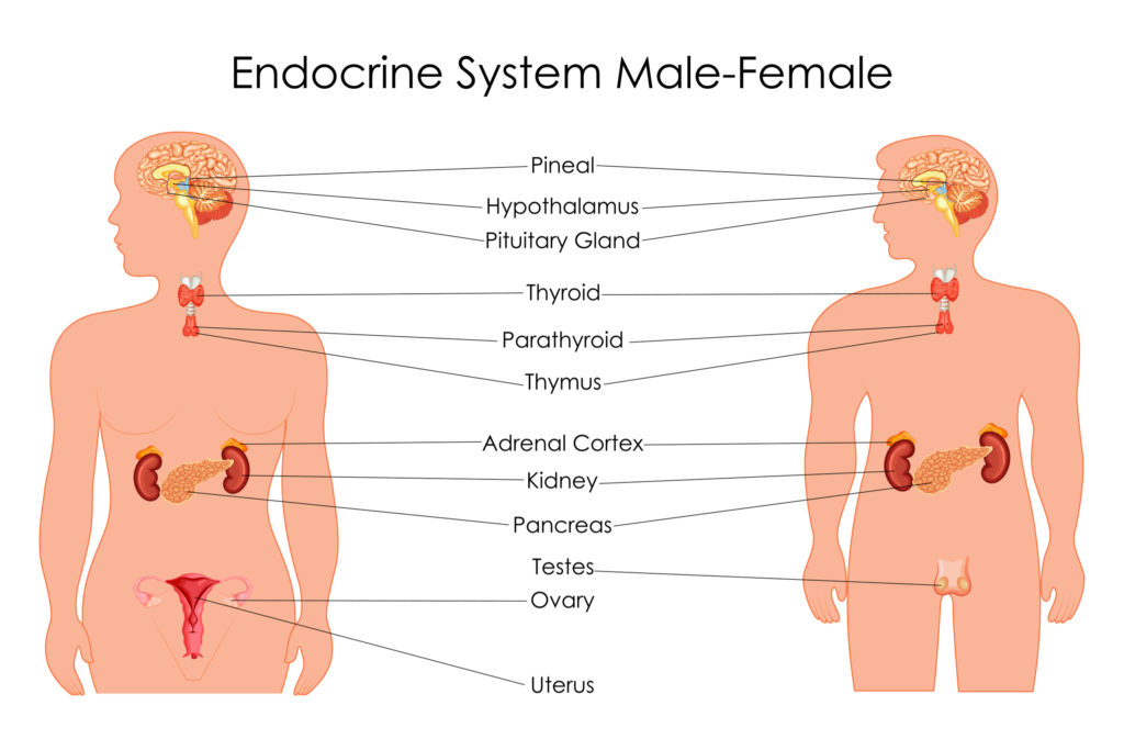 physiotherapy images for presentations endocrine system sydney clinics physiotherapists